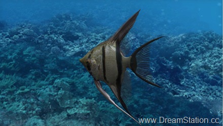 fish_growc_003_bmp_jpgcopy